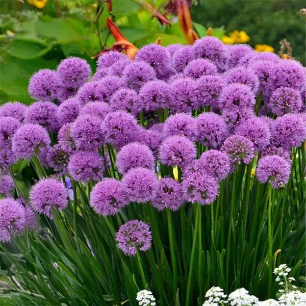 Allium (Ornamental Onion - Millennium
