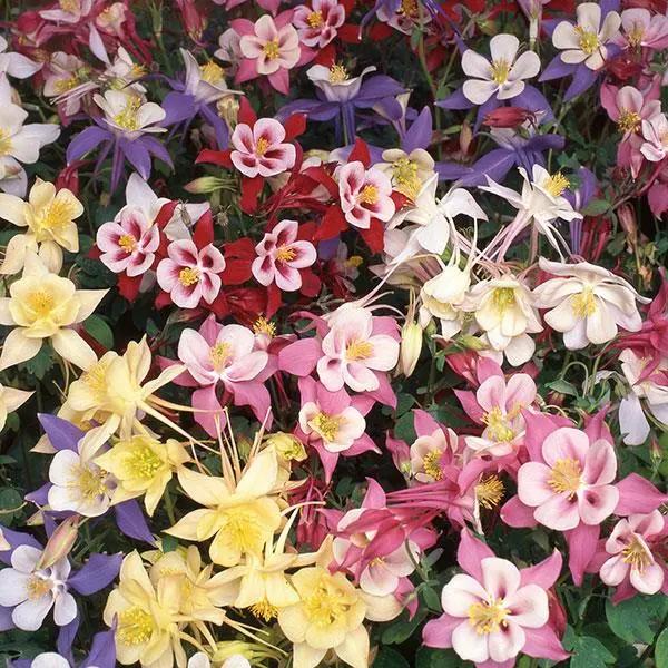 Aquilegia (Columbine - Swan Mix