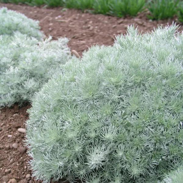 Artemisia (Wormwood) - Silver Mound