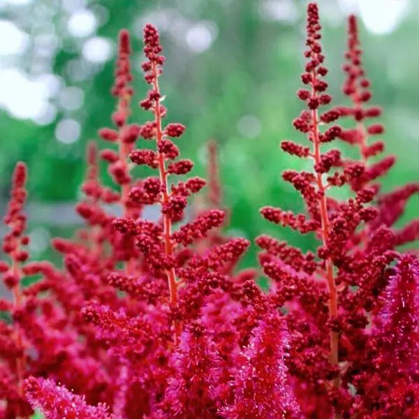 Astilbe (False Goats Beard) - Red Skyscraper