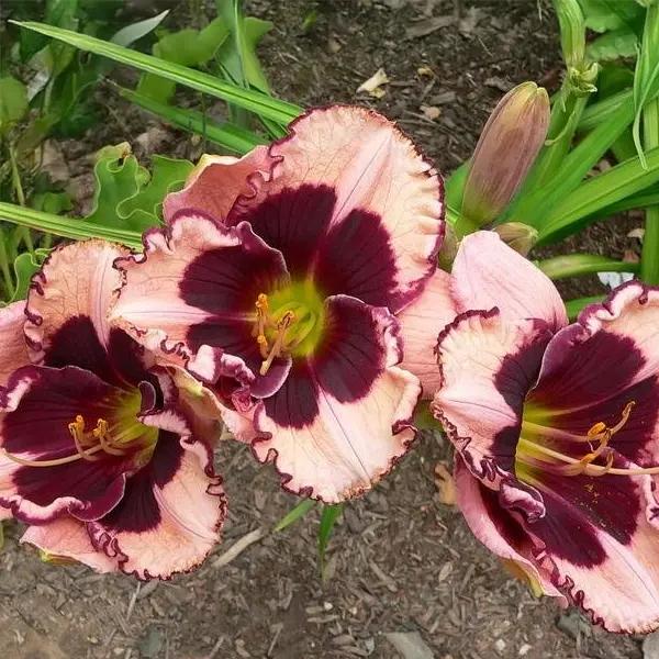 Hemerocallis (Daylily) - Jane Trimmer