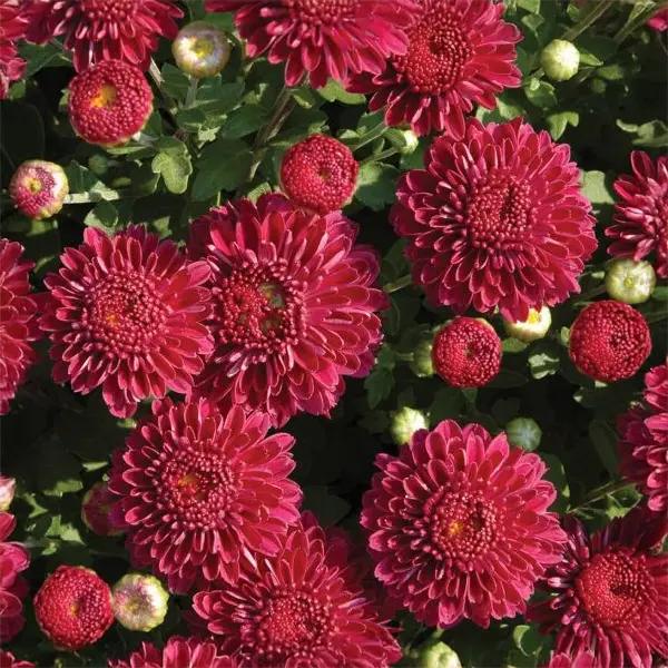 Mum (Chrysanthemum) Igloo Cool