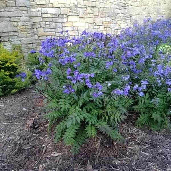 Jacob's Ladder (Polemonium) Purple Rain Strain