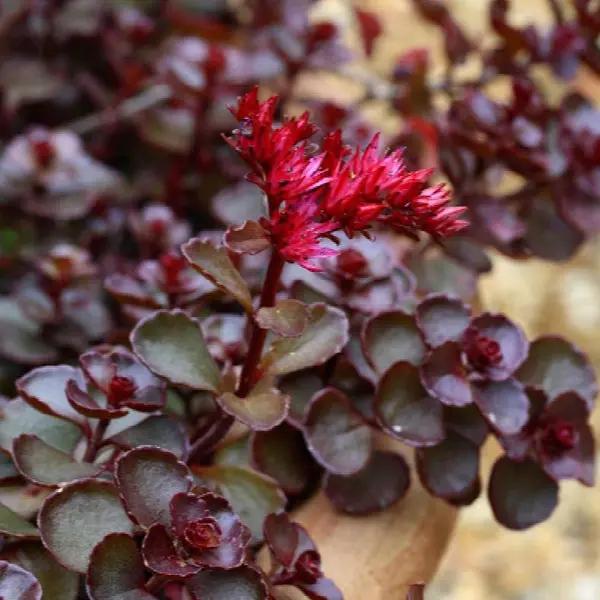 Stonecrop (Sedum) Schor Blut Dragon Blood