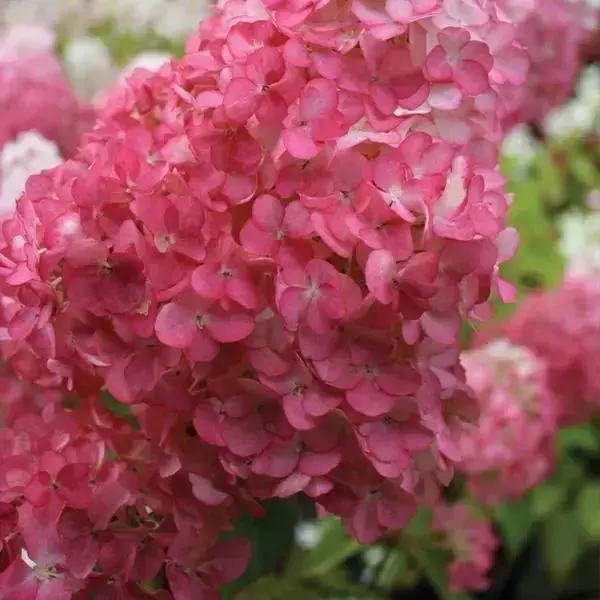 Hydrangea - Vanilla Strawberry (Tree Form)