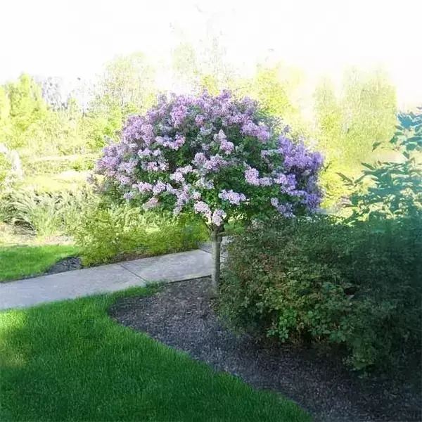 Nursery Products | Johansen Greenhouse & Nursery | Norfolk, NE