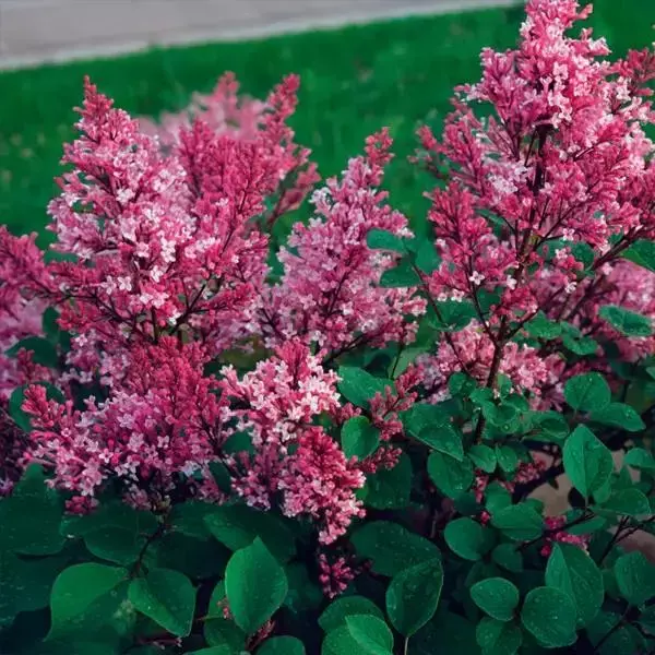 Lilac (Syringa) Tinkerbelle (Tree Form)