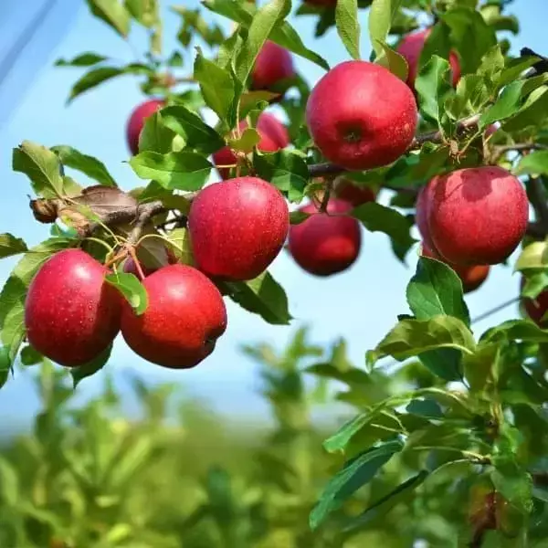 Nursery Products | Johansen Greenhouse & Nursery | Norfolk, NE Nursery Products | Johansen Greenhouse & Nursery | Norfolk, NE