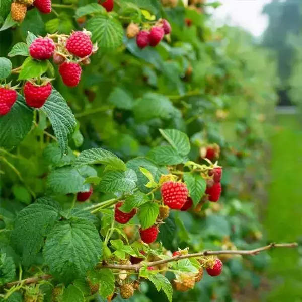 Raspberry - Heritage