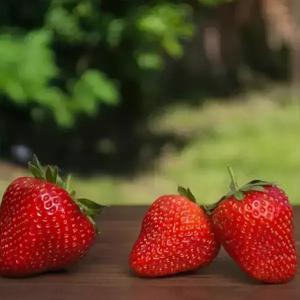 Strawberry - Allstar