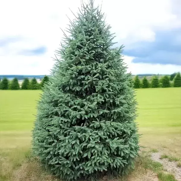 Spruce (Picea) Black Hills