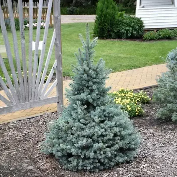 Spruce (Picea) Sester Dwarf