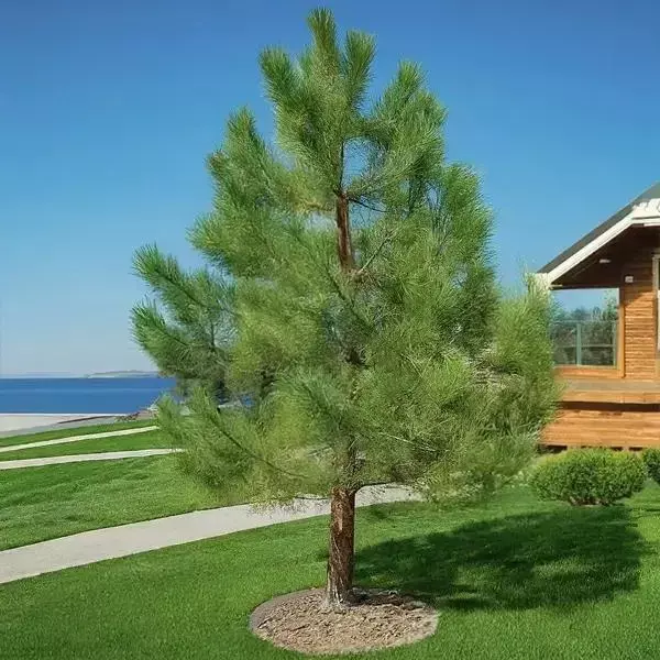 Pine (Pinus) Ponderosa