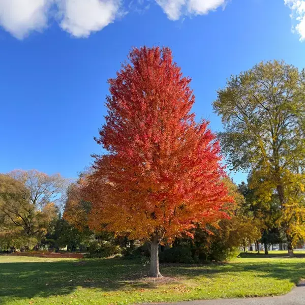 Maple (Acer) Autumn Blaze