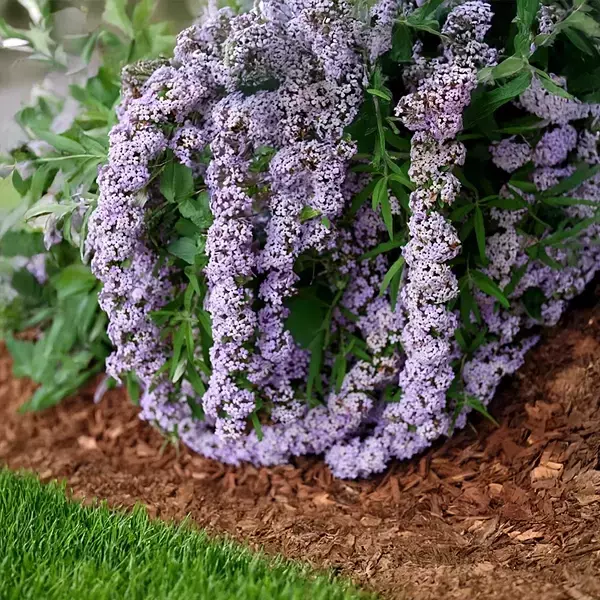 Butterfly Bush (Buddleia) Mop Top 