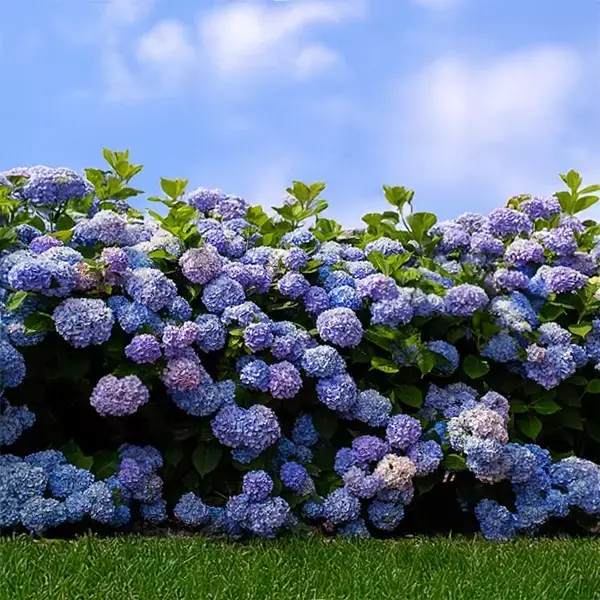 Hydrangea - Endless BloomStruck
