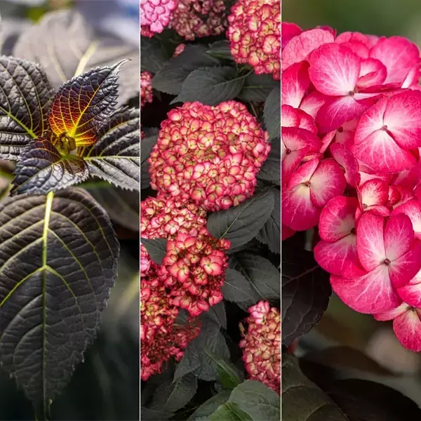 Hydrangea -First Editions Eclipse | Johansen's Greenhouse