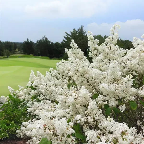 Lilac (Syringa) Common White