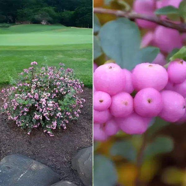 Snowberry (Symphoricarpos) Proud Berry
