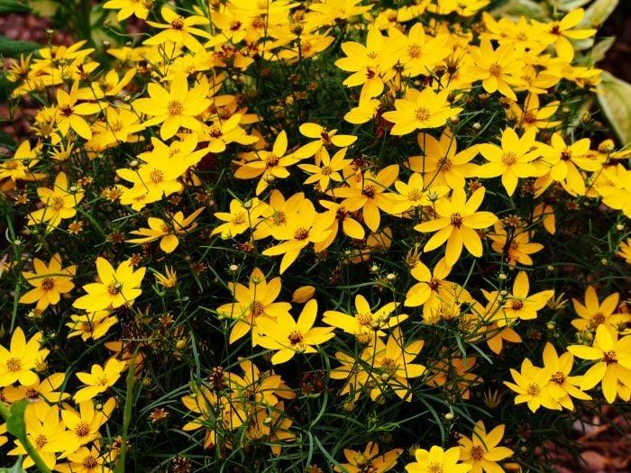 Coreopsis (Tickseed) - Treadleaf Rt 66
