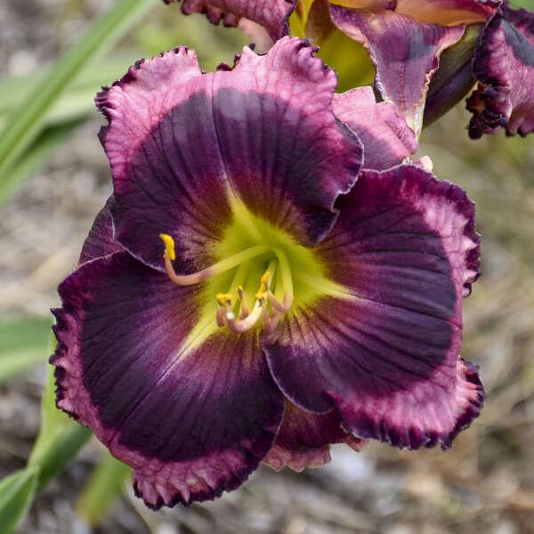Hemerocallis (Daylily) - The Band Played On