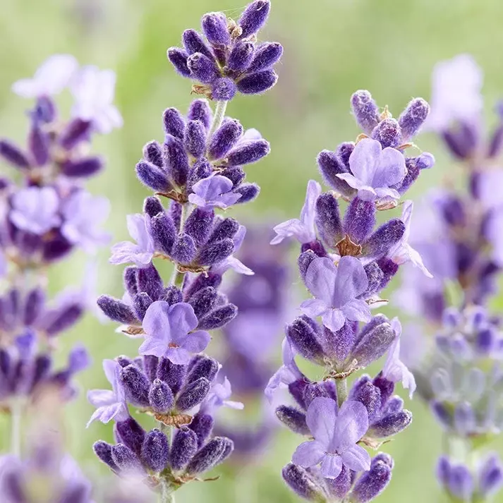 English Lavender (Lavandula) Hidcote