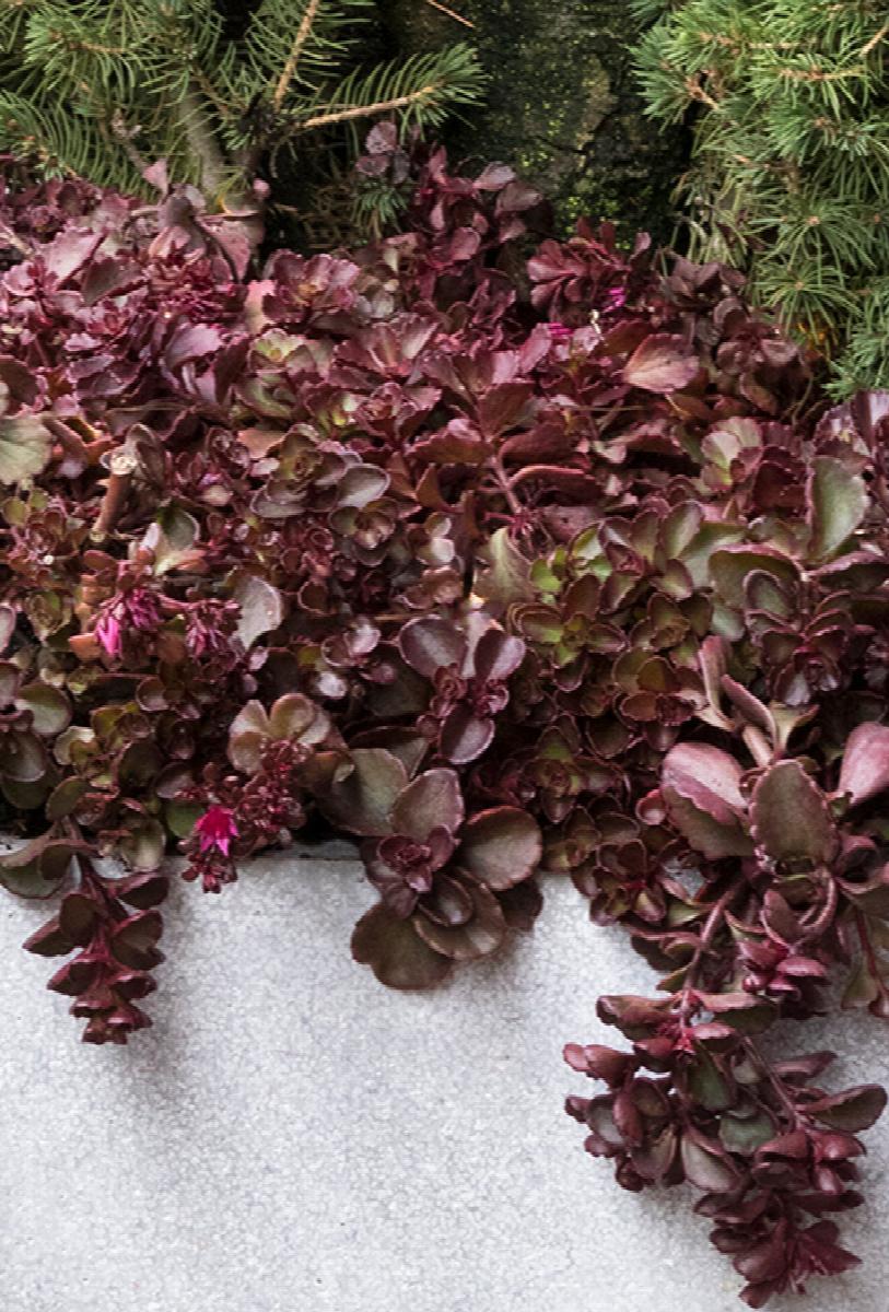 Stonecrop (Sedum) Voodoo