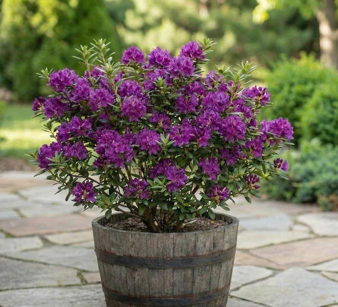 Rhododendron - Purple Gem