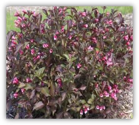 Weigela - Wine & Roses