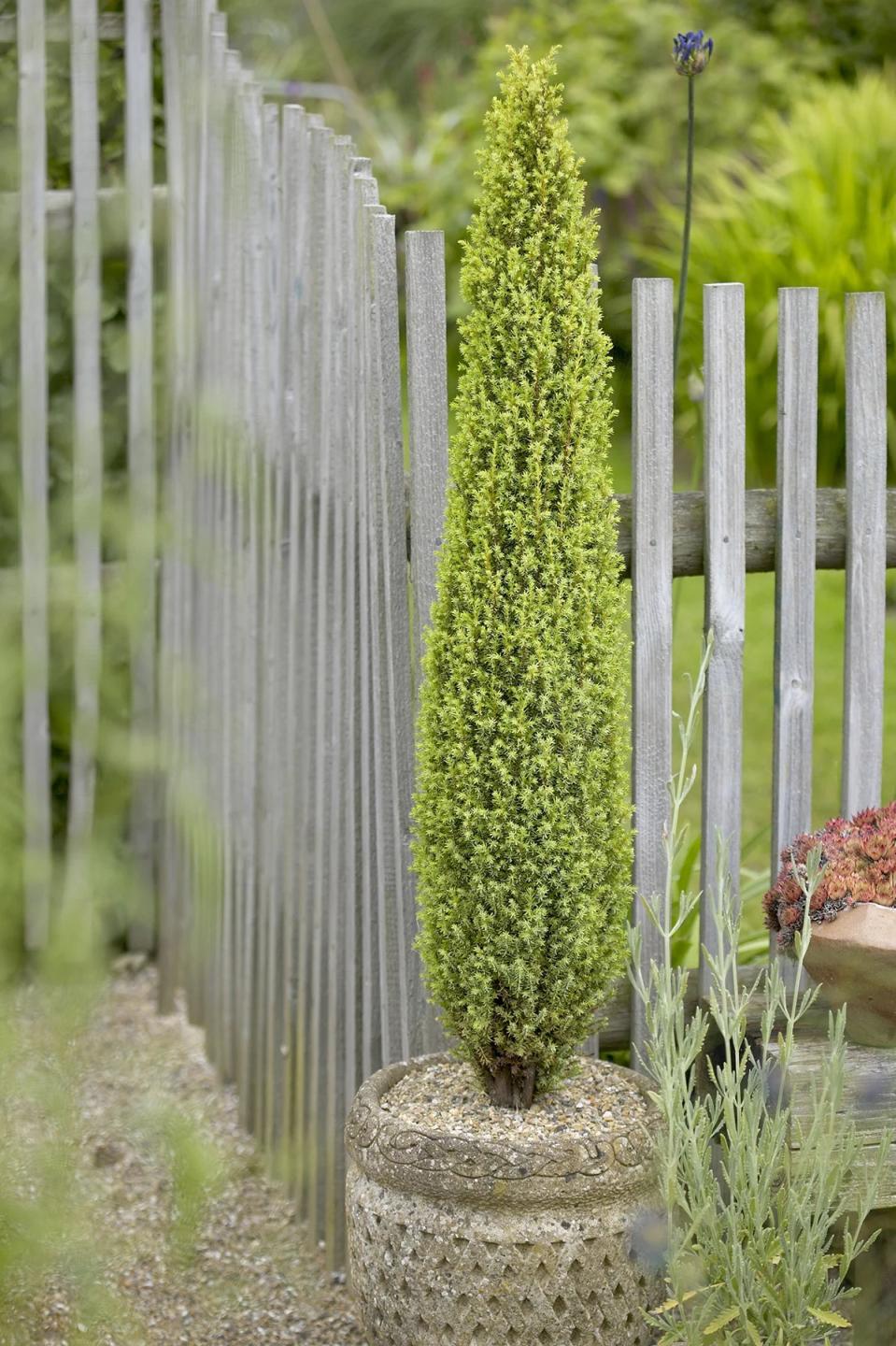 Juniper (Juniperus) Pencil Point