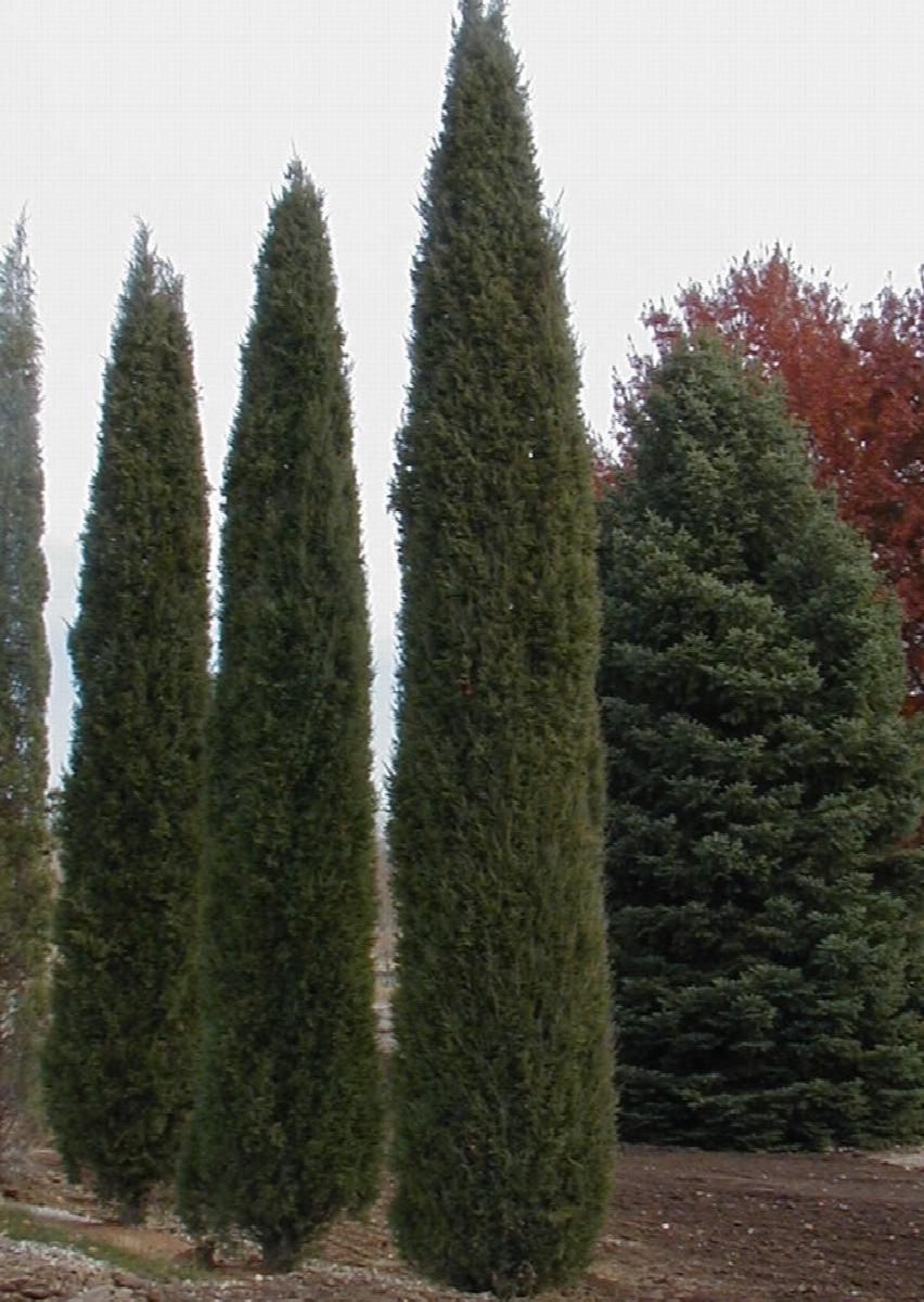 Juniper (Juniperus) Juniper
