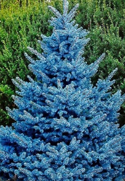 Spruce (Picea) Blue Diamond Spruce