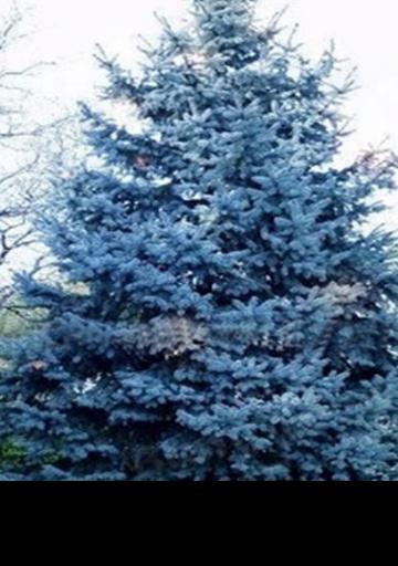 Spruce (Picea) Colorado Blue