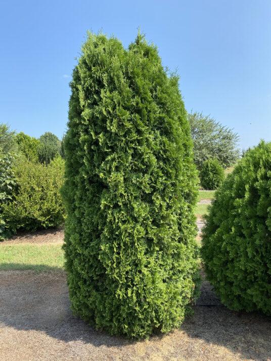 Arborvitae (Thuja) Tall Guy