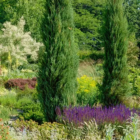 Juniper (Juniperus) Skyrocket