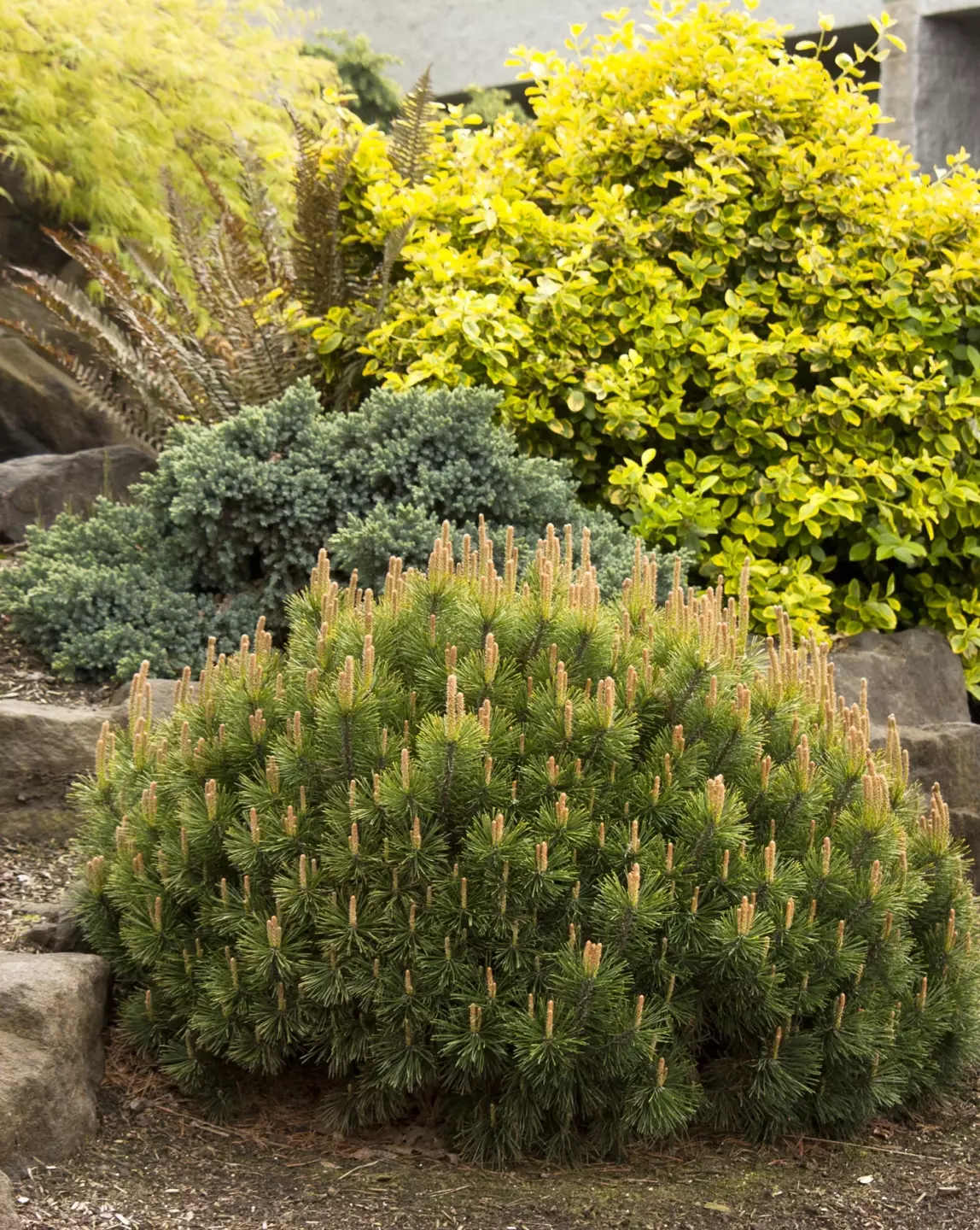 Pine (Pinus) Mugo