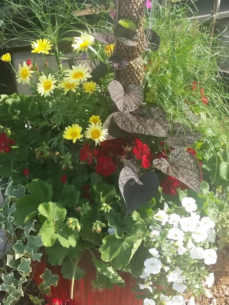 Colorful blooming flower basket