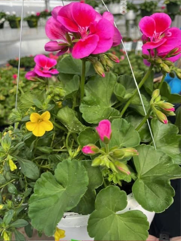 vivid blooms