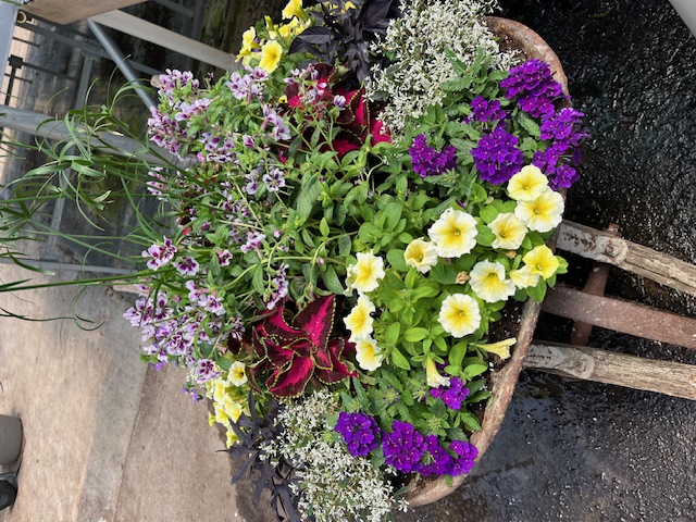 bright blooming flowers