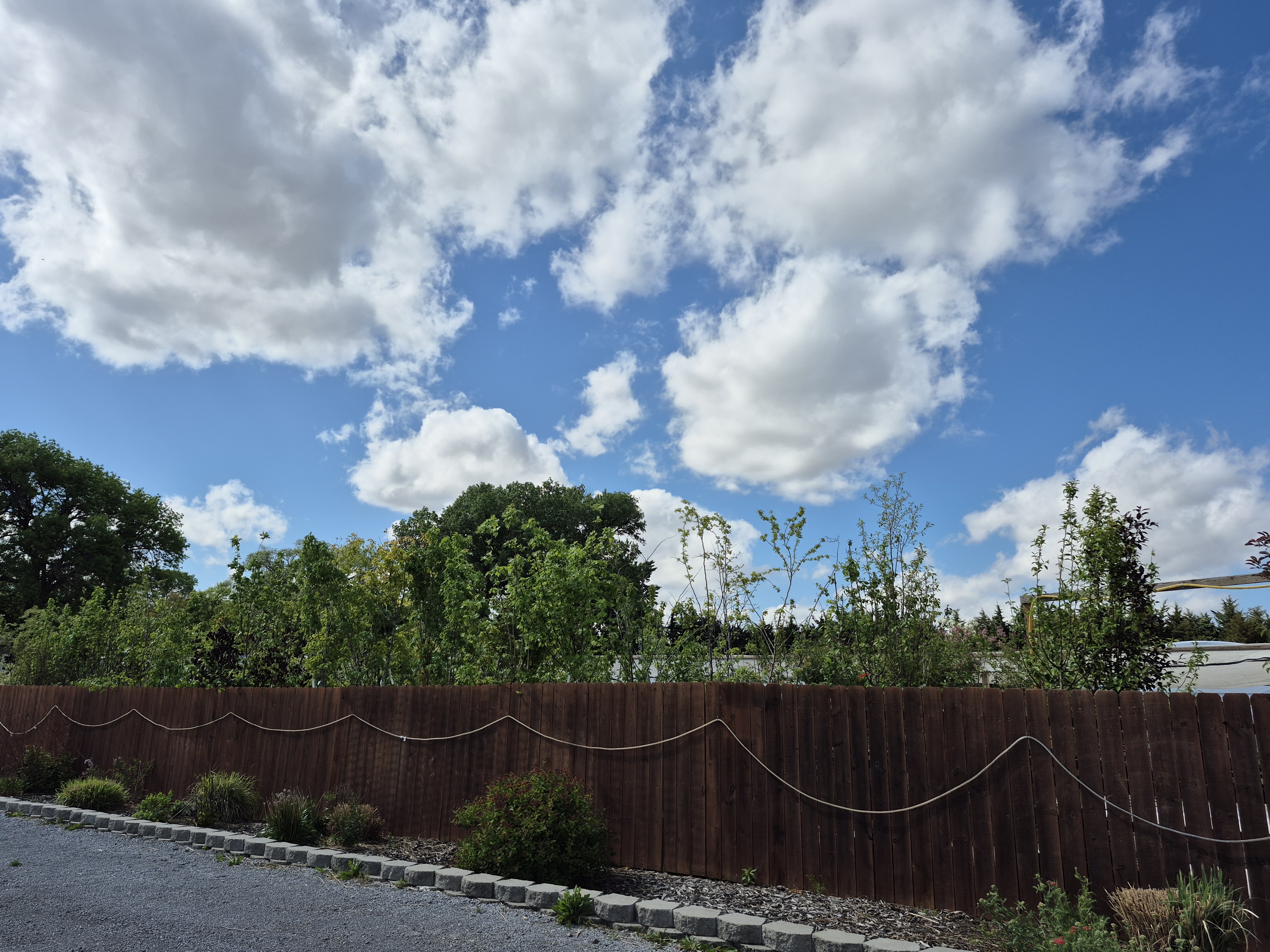 Johansen Greenhouse plants