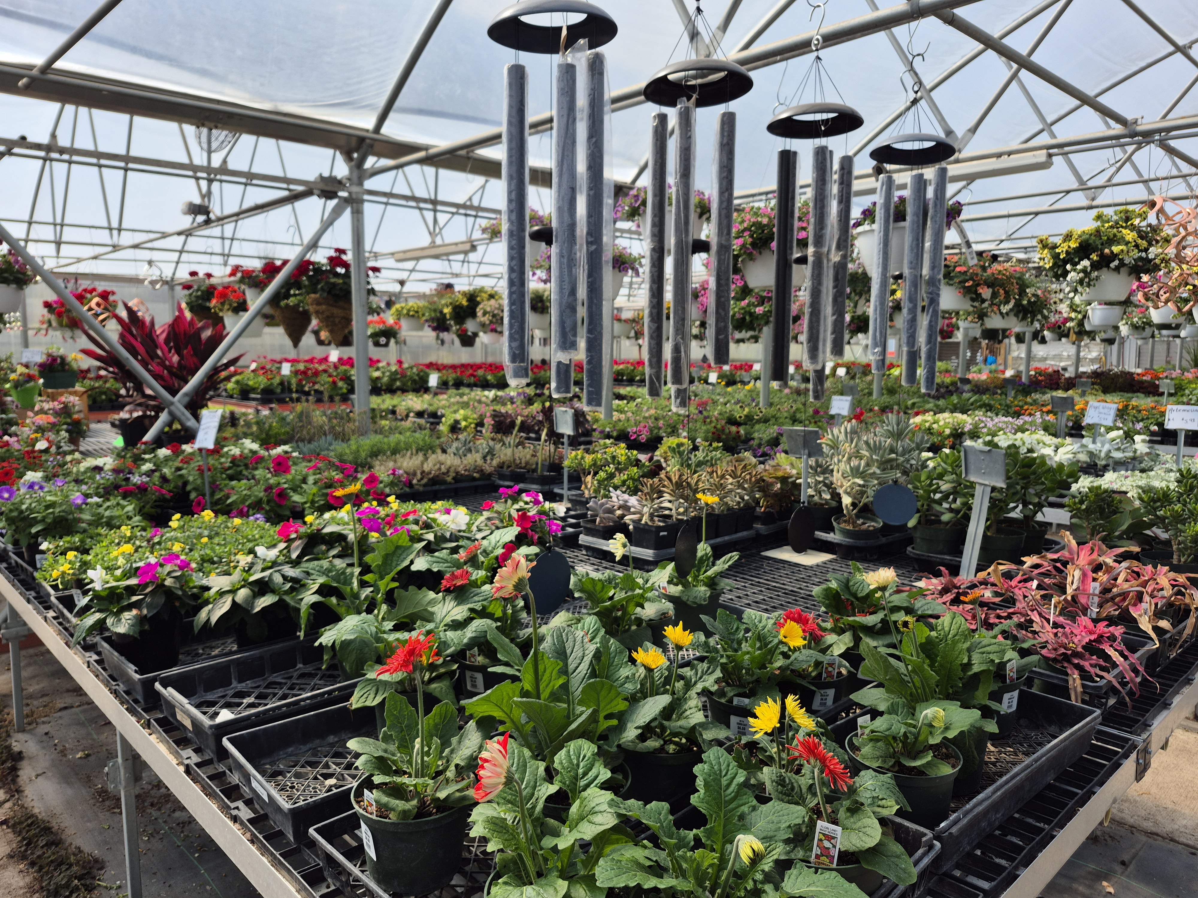 Greenhouse plants on display