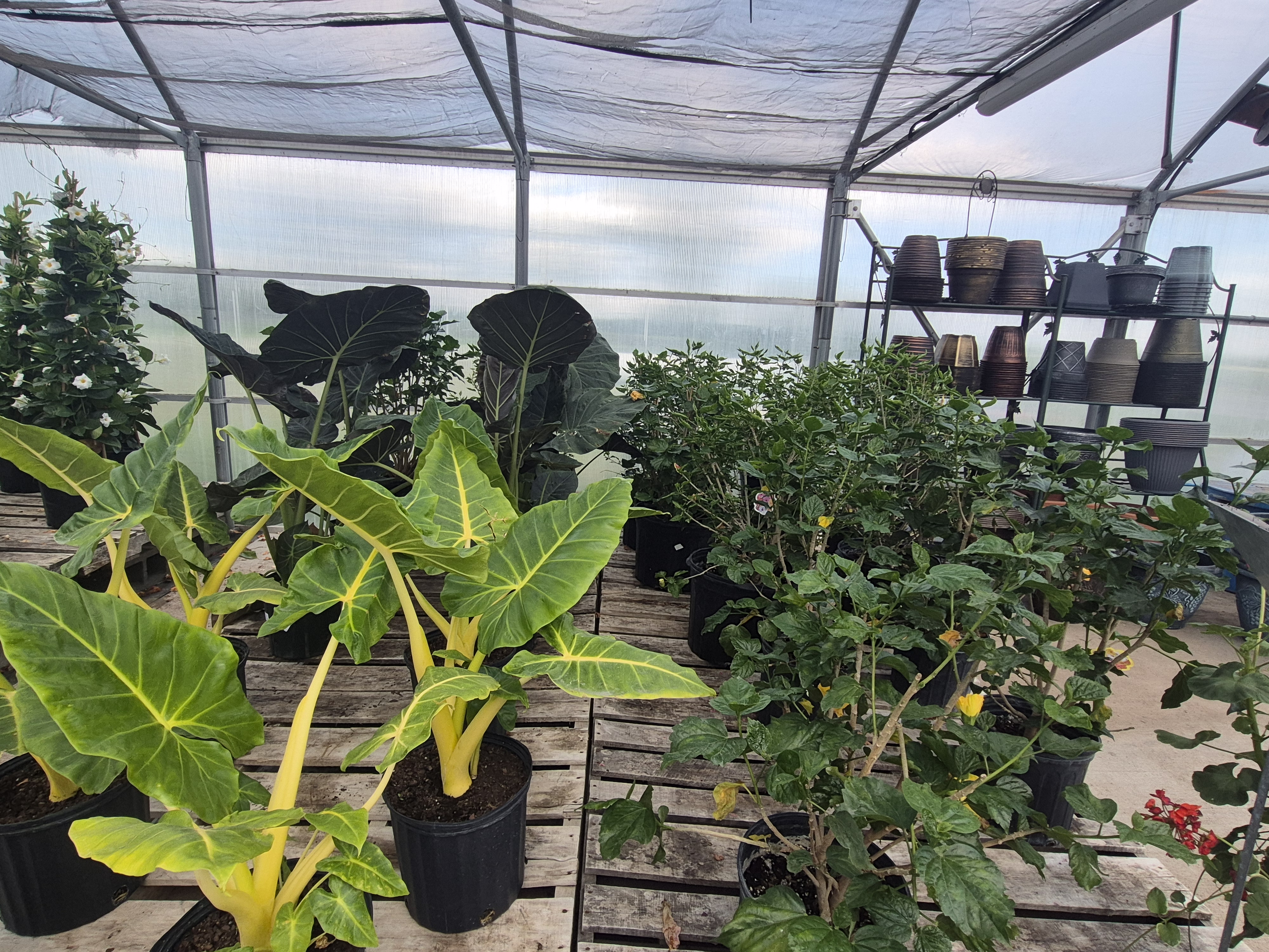 Large and medium sized plants