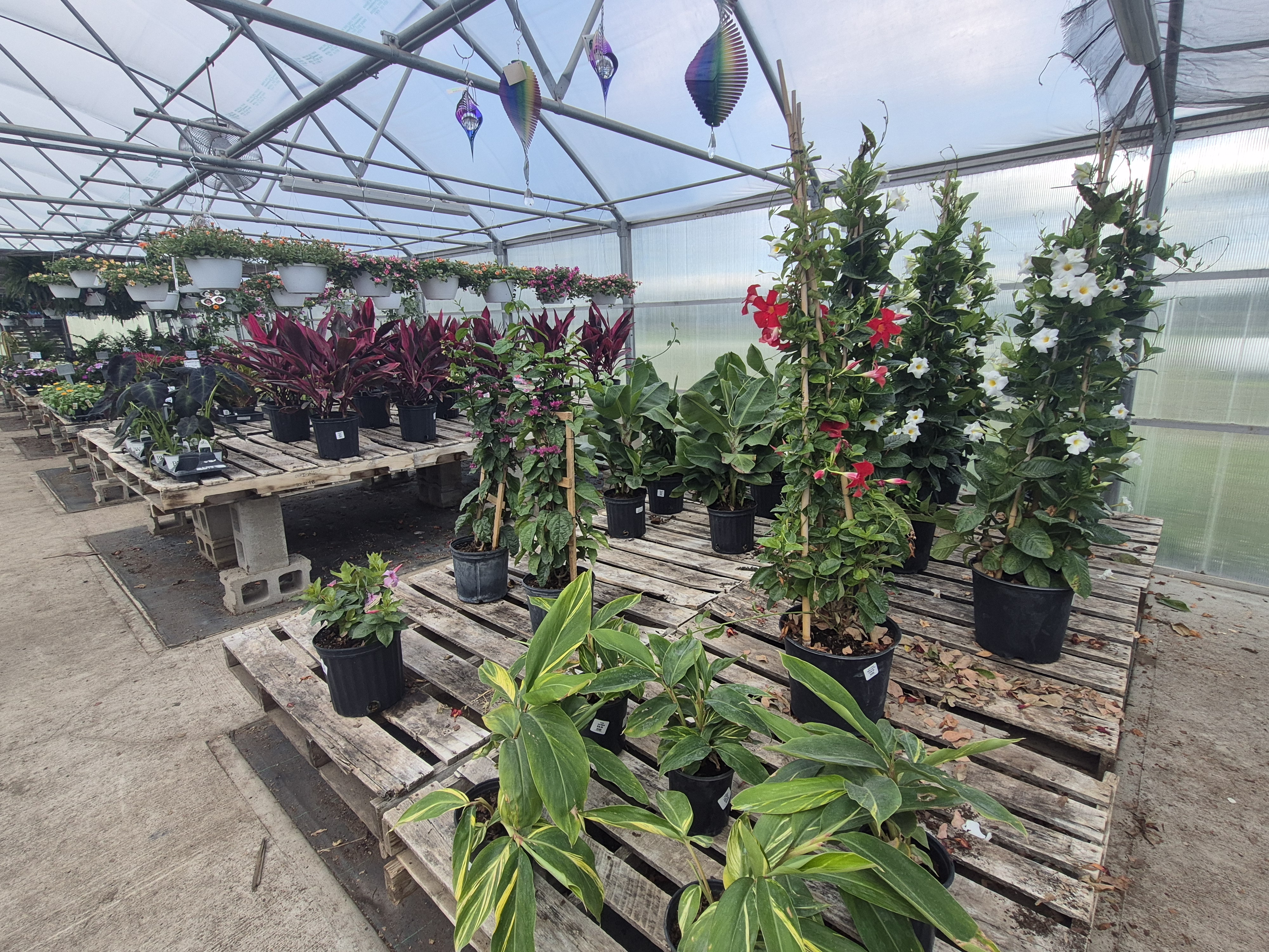 Small to medium plants