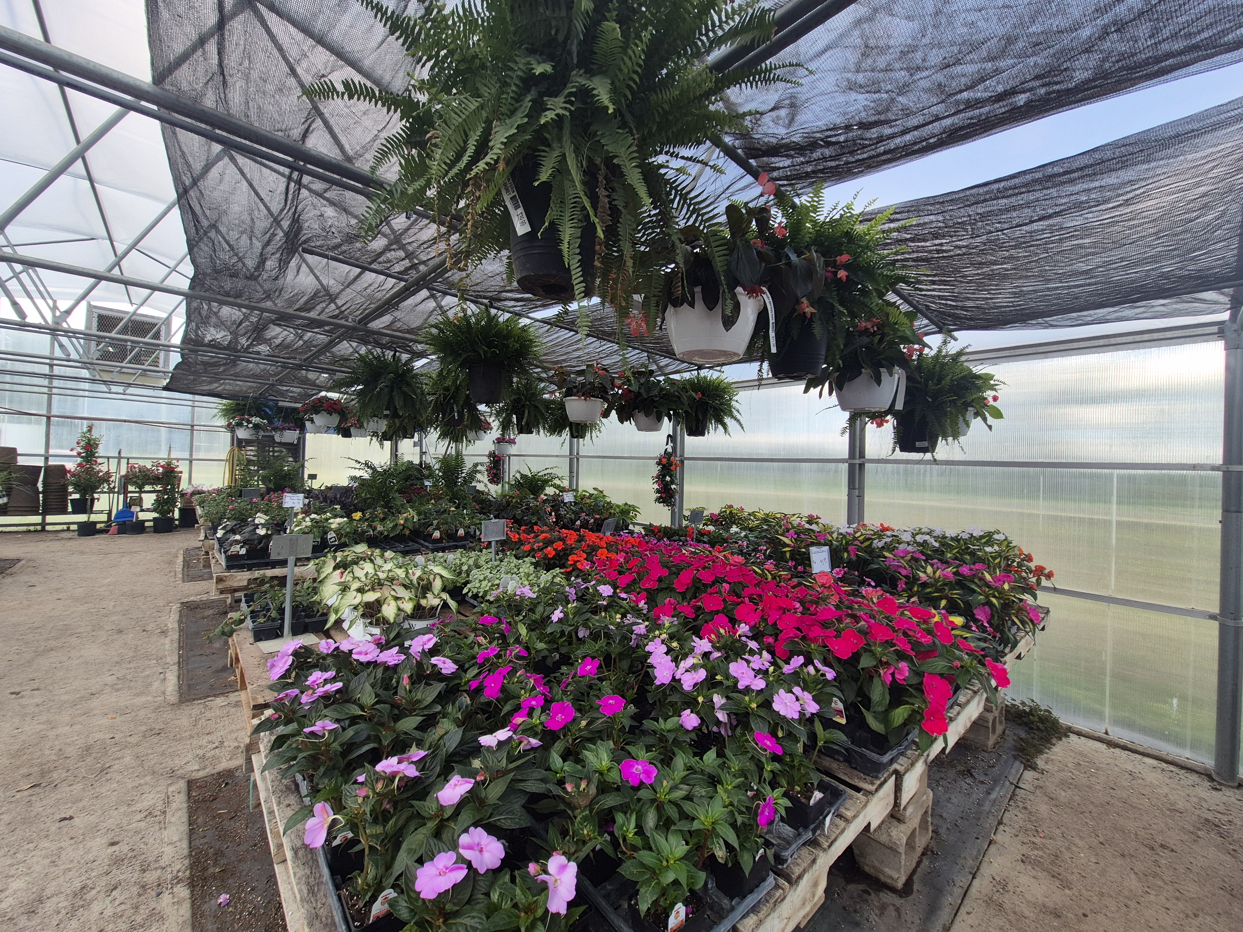 Flowers and flowerbeds