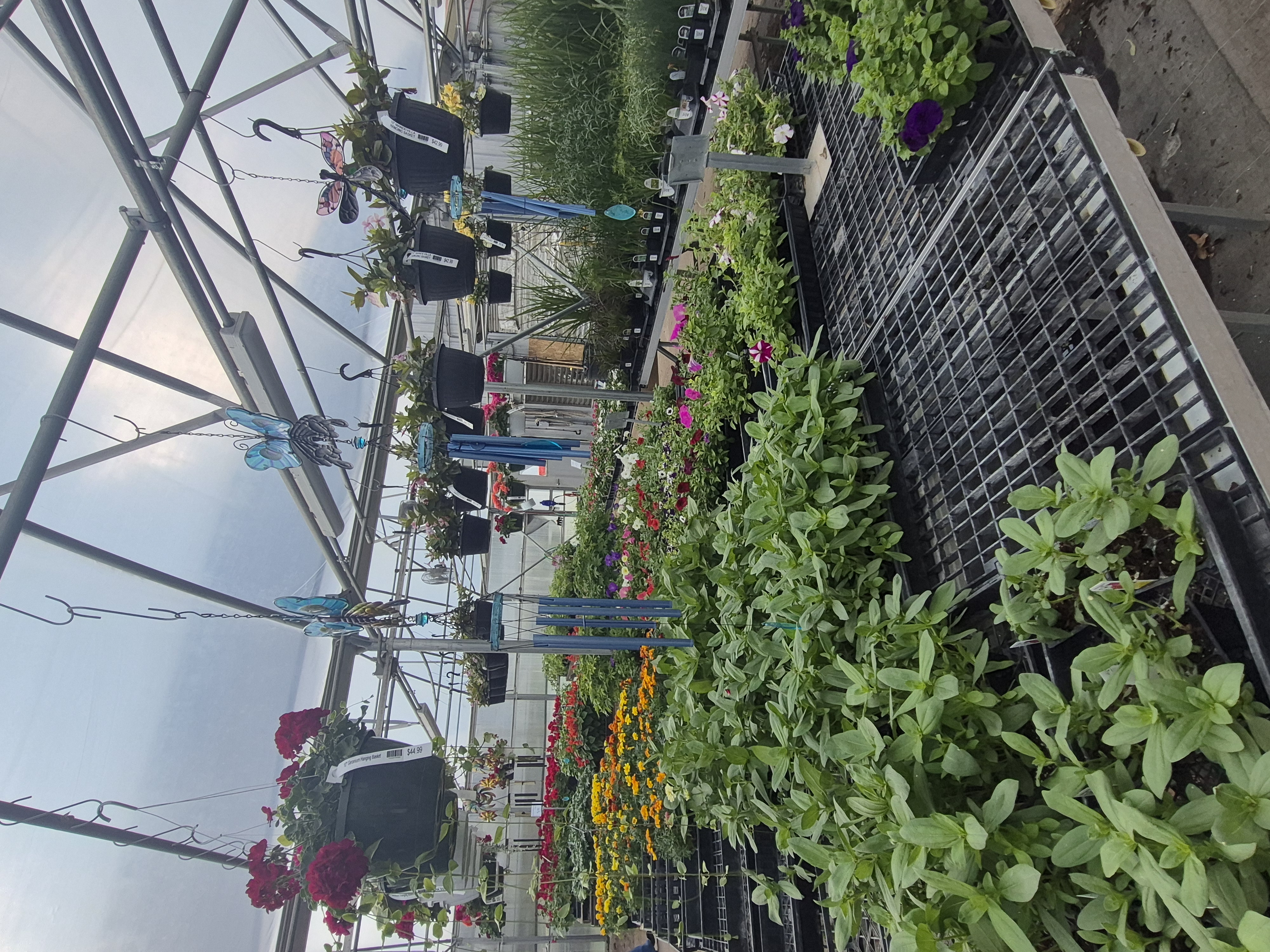 Main options to choose from for smaller plants