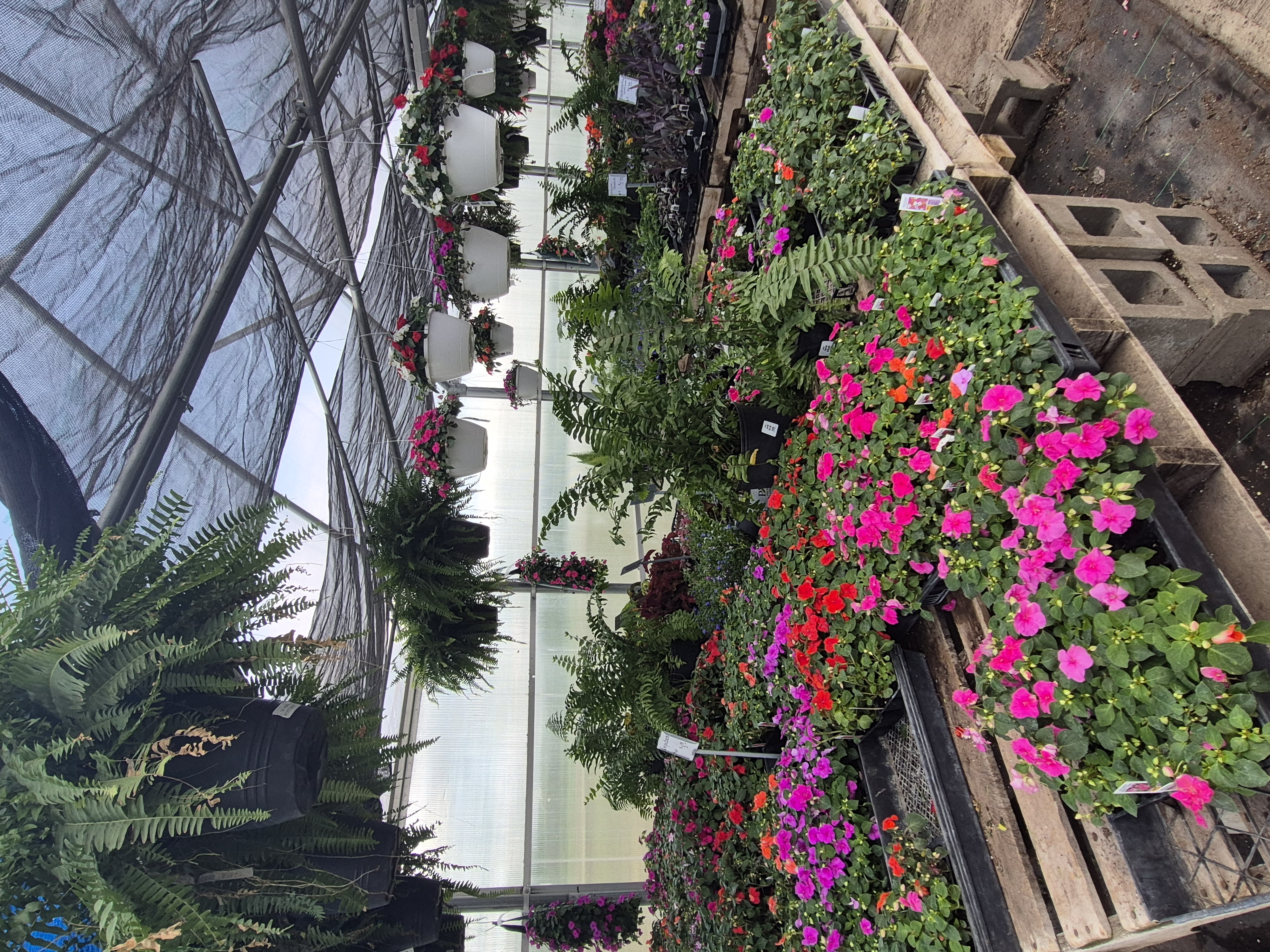 Bright and colorful flowers