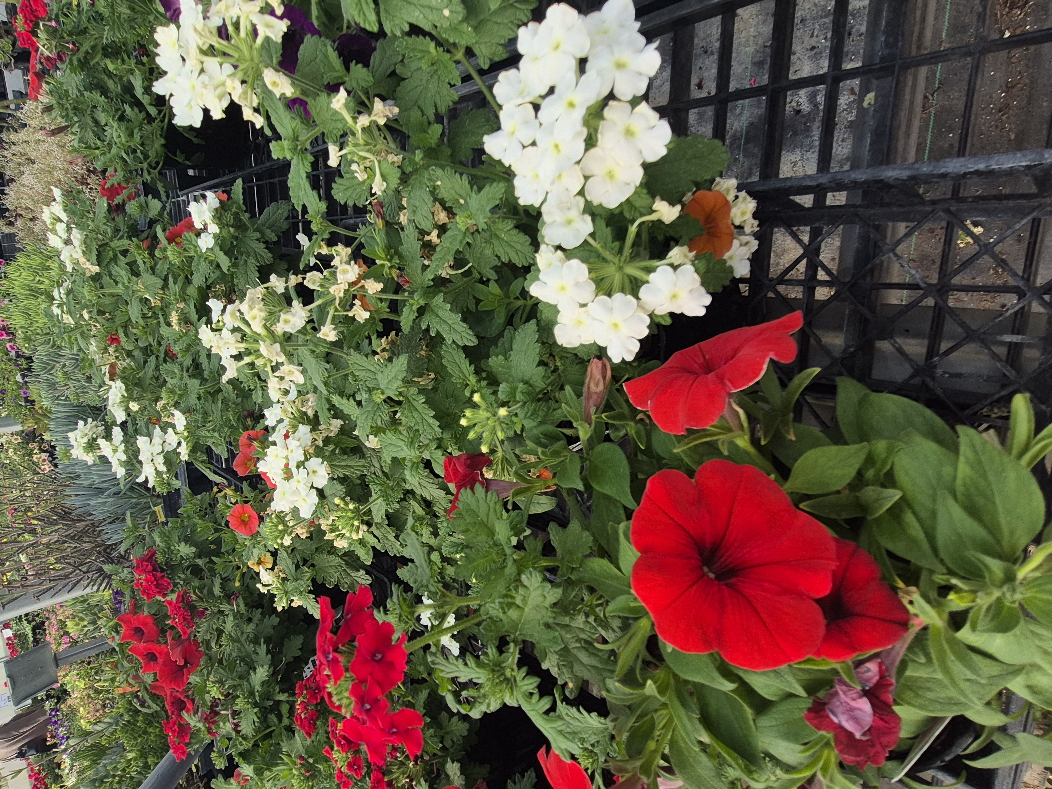 Array of flowers to choose from