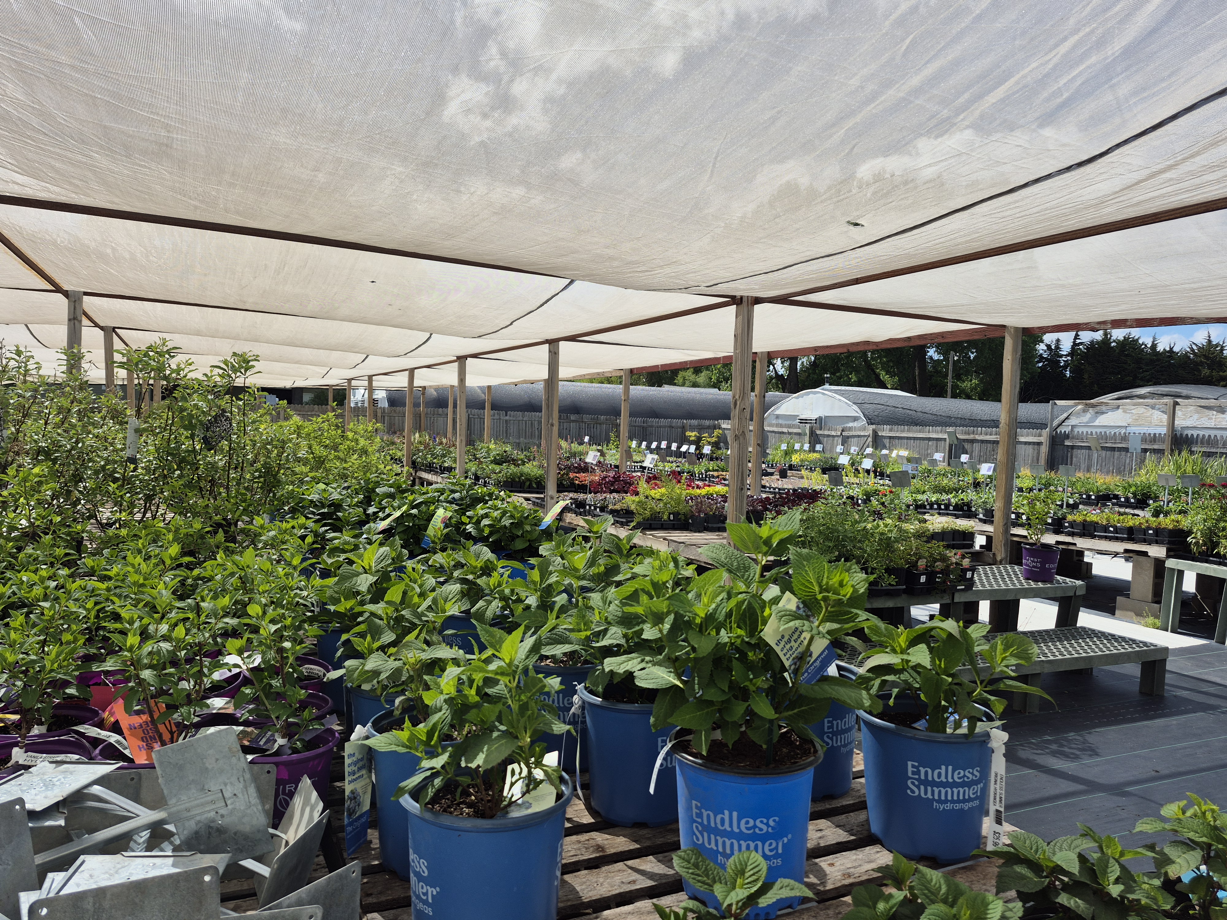 Large variety of plants to choose from