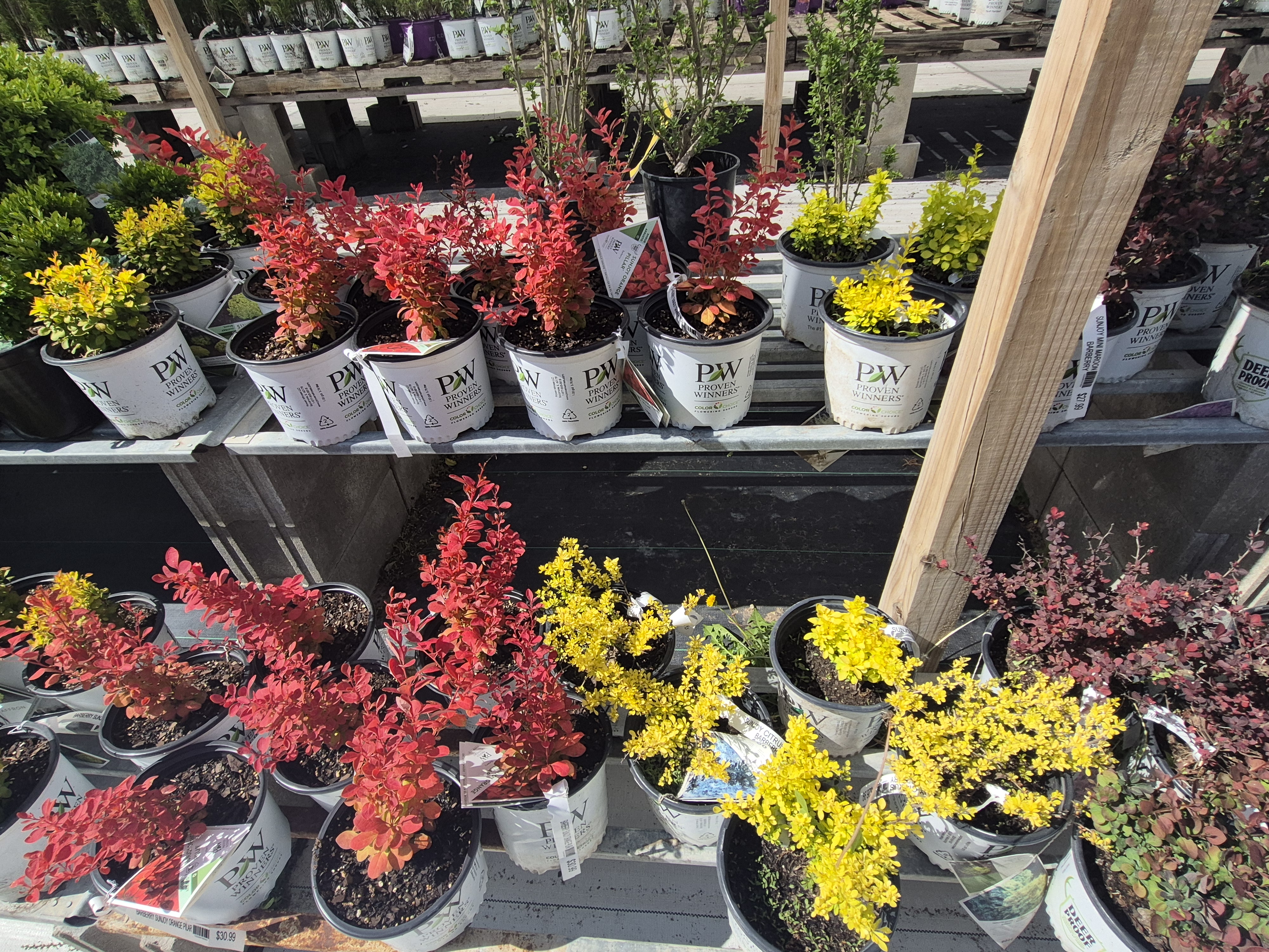 Small, colorful plants