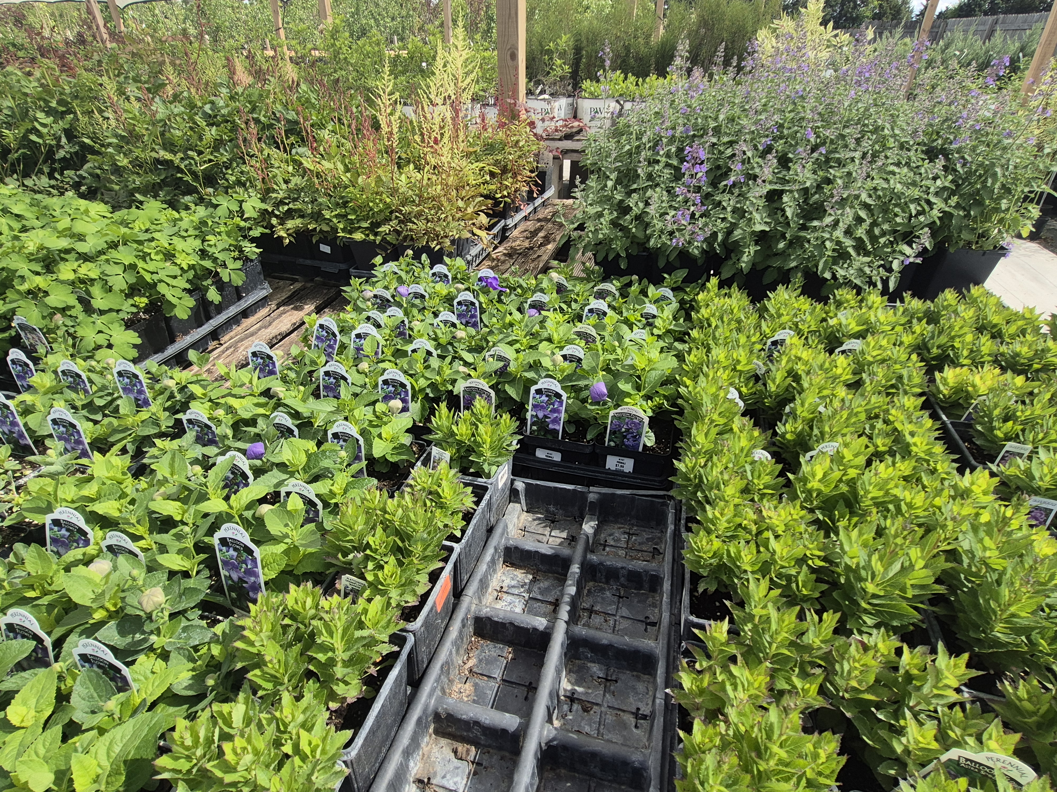 Small to medium plants for sale